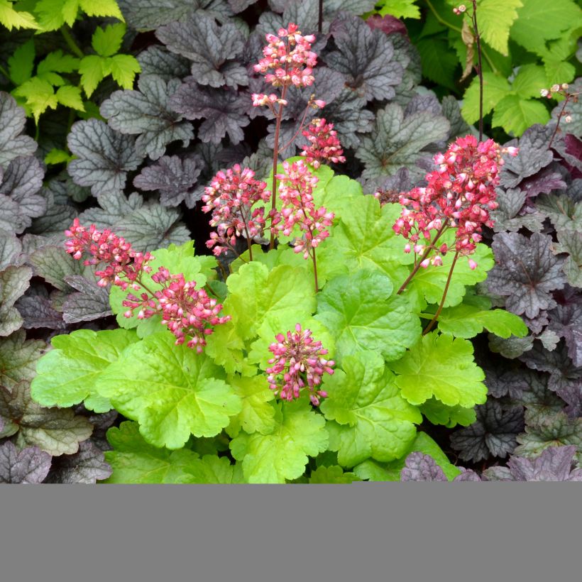 Heuchera Little Cuties Sweet Tart (Plant habit)