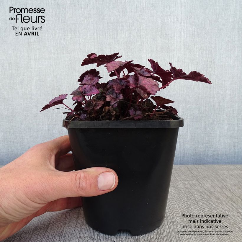 Example of Heuchera Dolce Wildberry Vaso da 1,5L/2L as you get in printemps