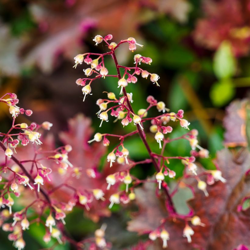 Heuchera micrantha Palace Purple (Fioritura)