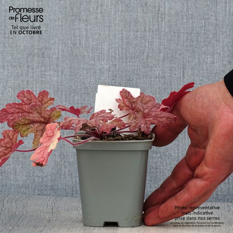 Esemplare di Heucherella Alabama sunrise Vasetto da 8/9 cm come consegnato in autunno
