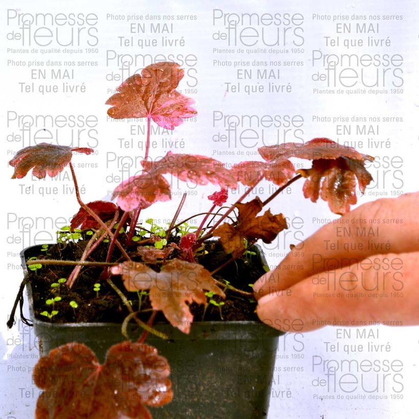 Esempio di esemplare Heucherella Berry Fizz Vasetto da 8/9 cm come consegnato