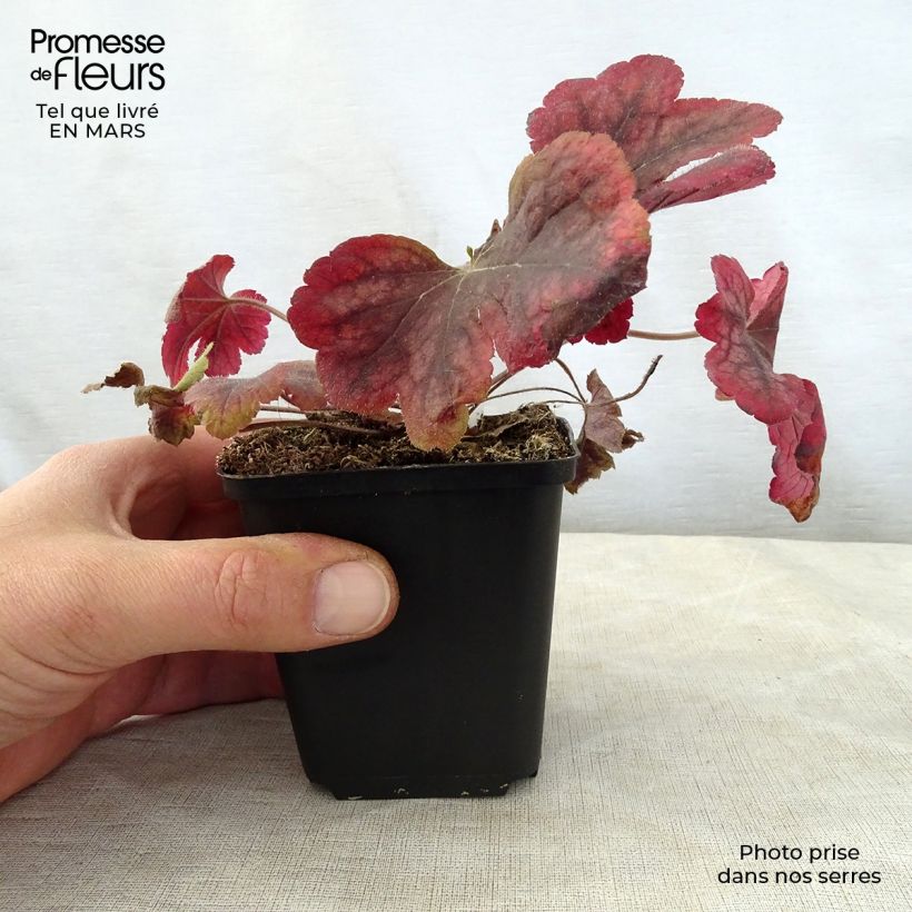 Heucherella Buttered Rum Vasetto da 8/9 cm esemplare consegnato in primavera