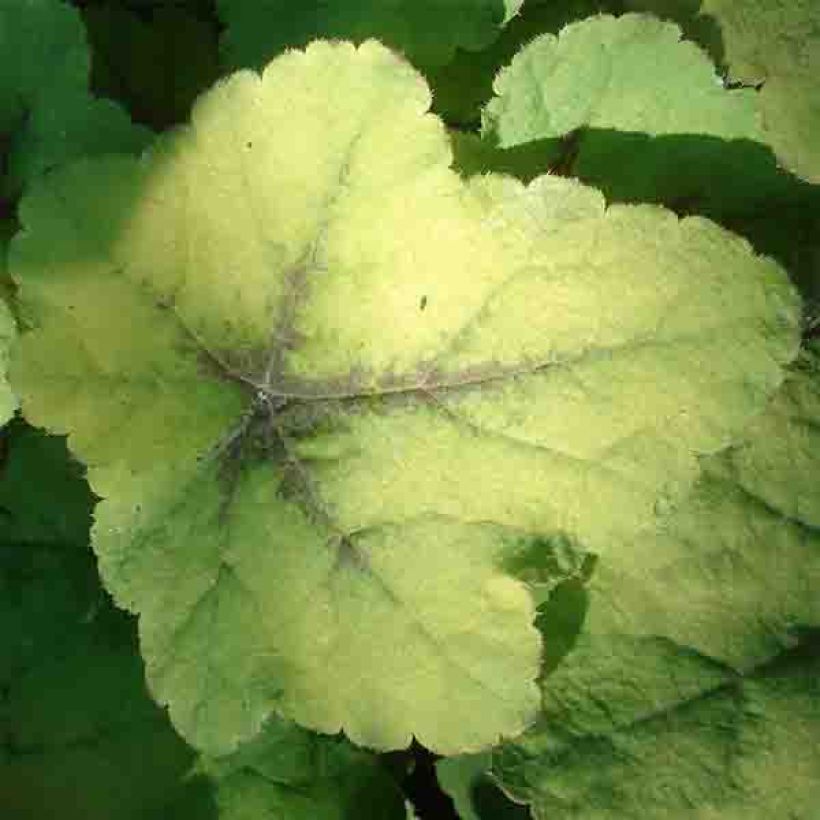 Heucherella Citrus shock (Fogliame)
