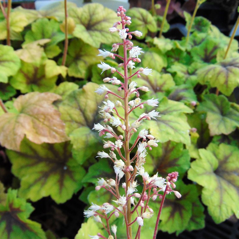 Heucherella Citrus shock (Fioritura)