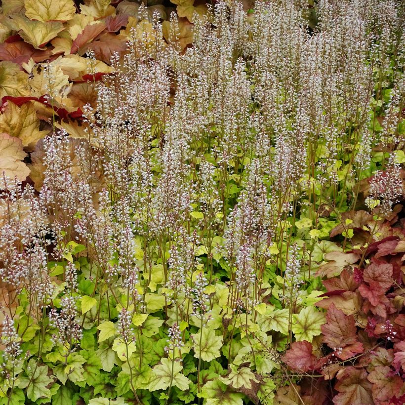 Heucherella Citrus shock (Porto)