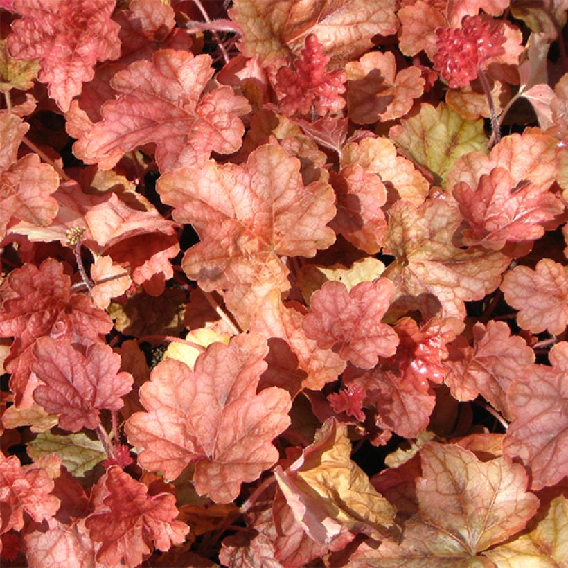 Heucherella Copper Cascade (Fogliame)