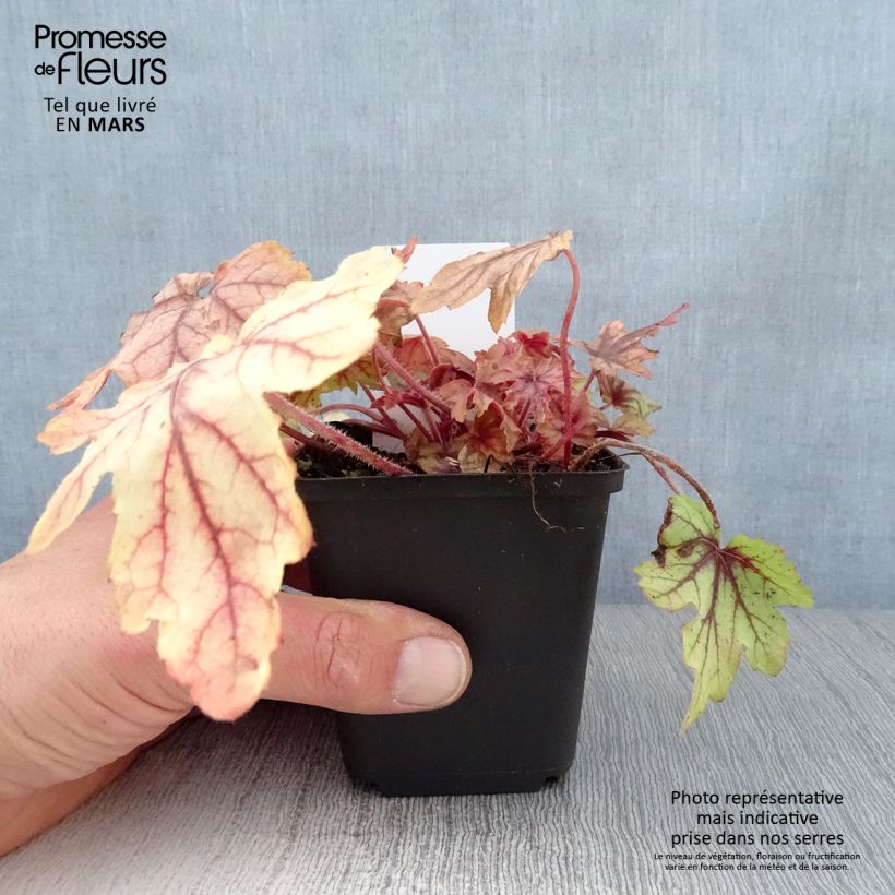 Example of Heucherella Eye Spy Vasetto da 8/9 cm as you get in printemps