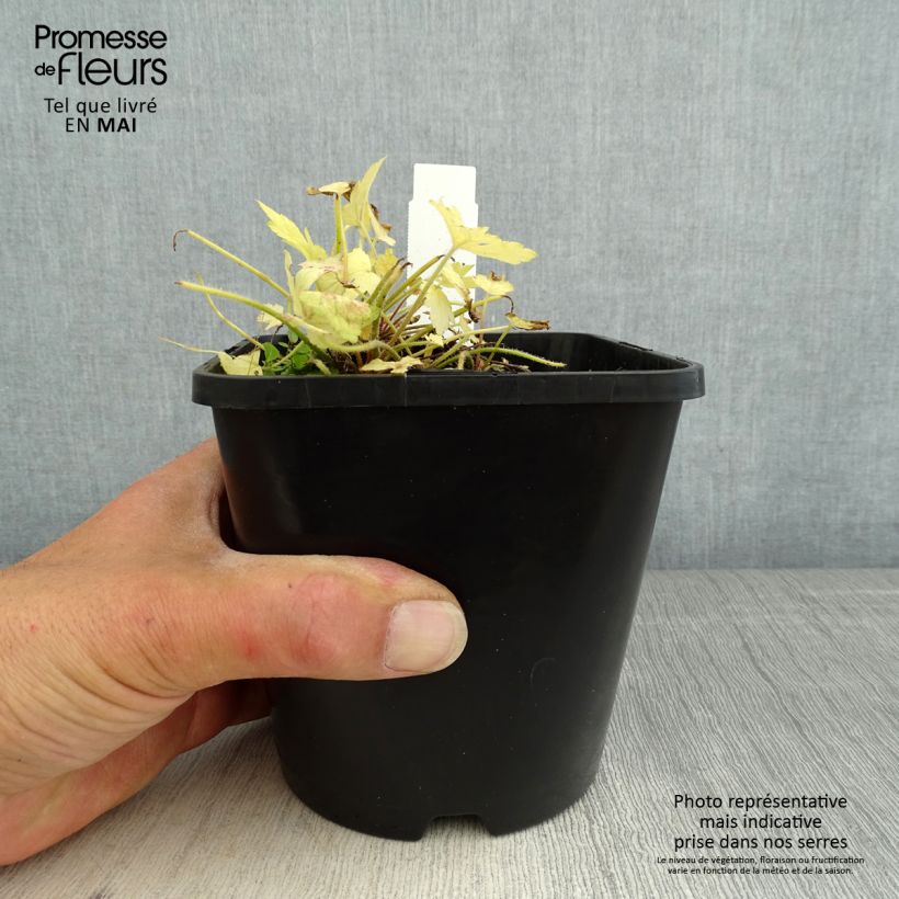 Heucherella Golden Zebra Vaso da 1,5L/2L esemplare consegnato in primavera