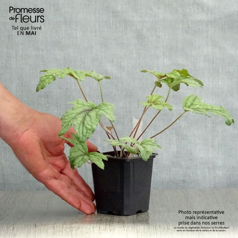 Heucherella Kimono Vasetto da 8/9 cm esemplare consegnato in primavera