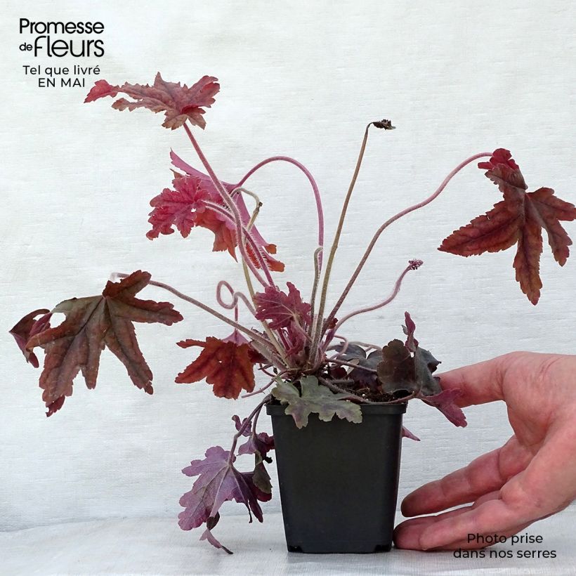 Example of Heucherella Red Rover Vasetto da 8/9 cm as you get in printemps
