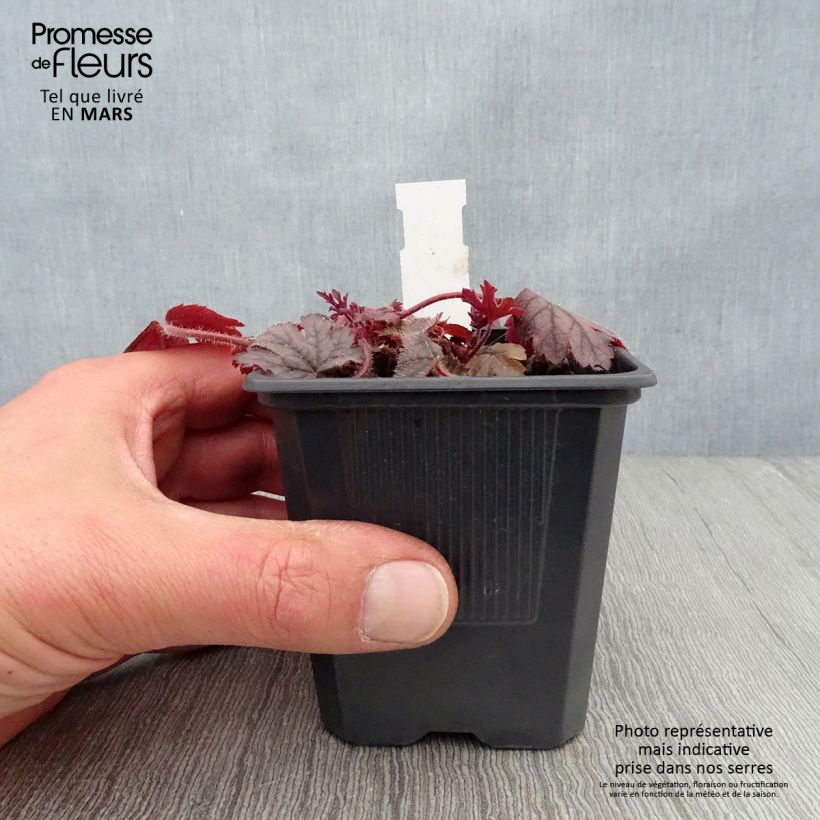Heucherella Silver Streak Vasetto da 8/9 cm esemplare consegnato in primavera