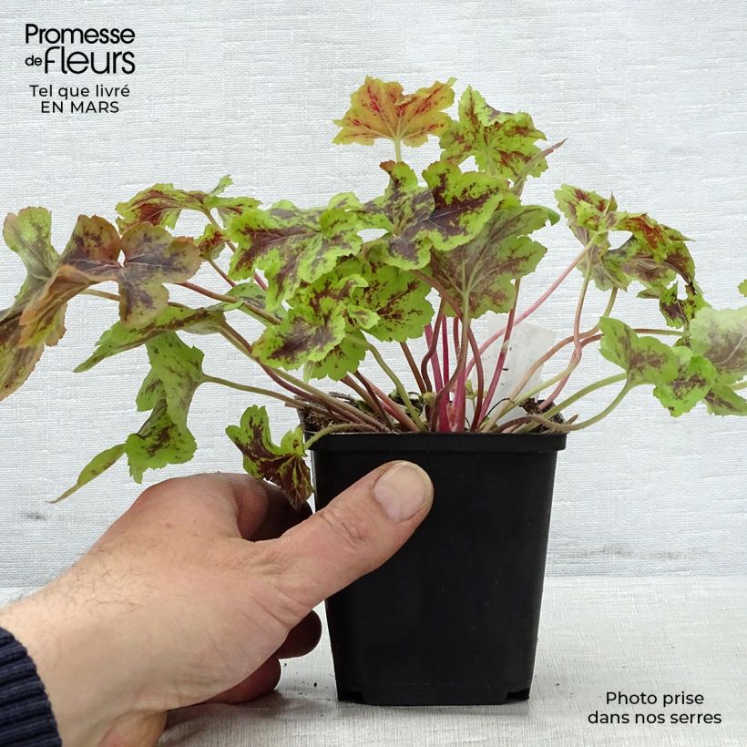 Heucherella Solar Power Vasetto da 8/9 cm esemplare consegnato in primavera