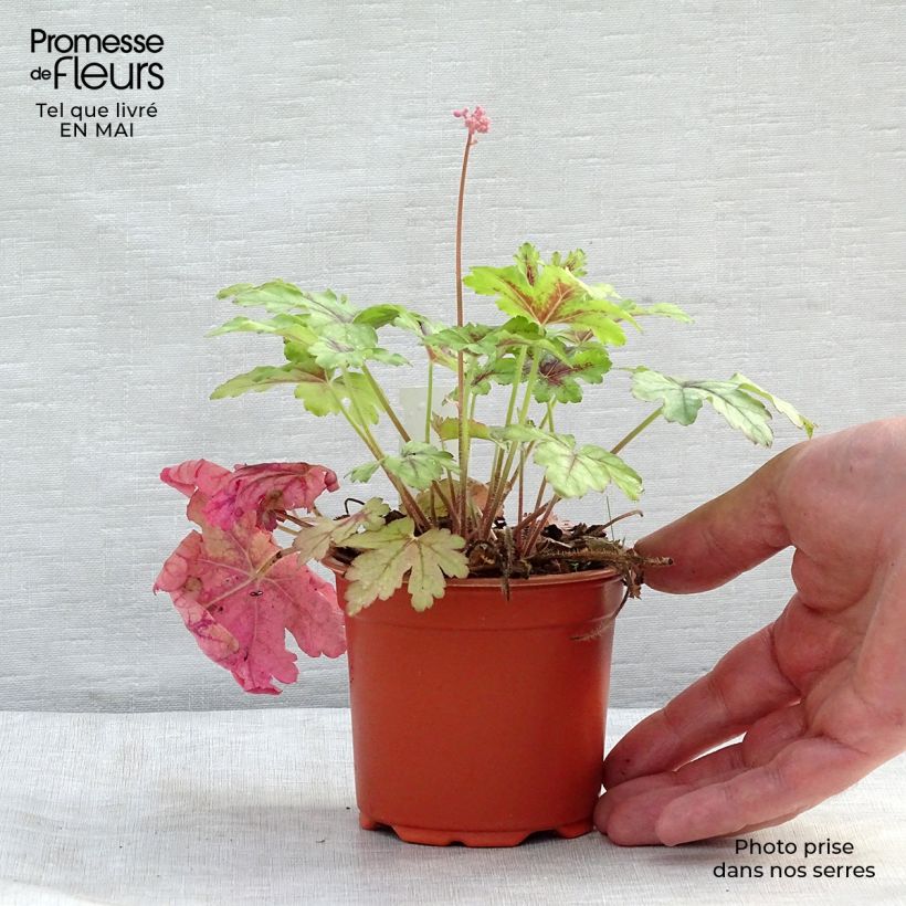 Heucherella Tapestry Vasetto da 8/9 cm esemplare consegnato in primavera
