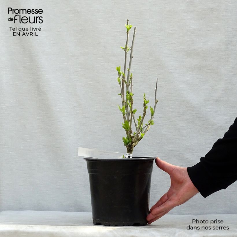 Hibiscus syriacus French Cabaret Purple - Ibisco Vaso da 3L/4L esemplare consegnato in primavera