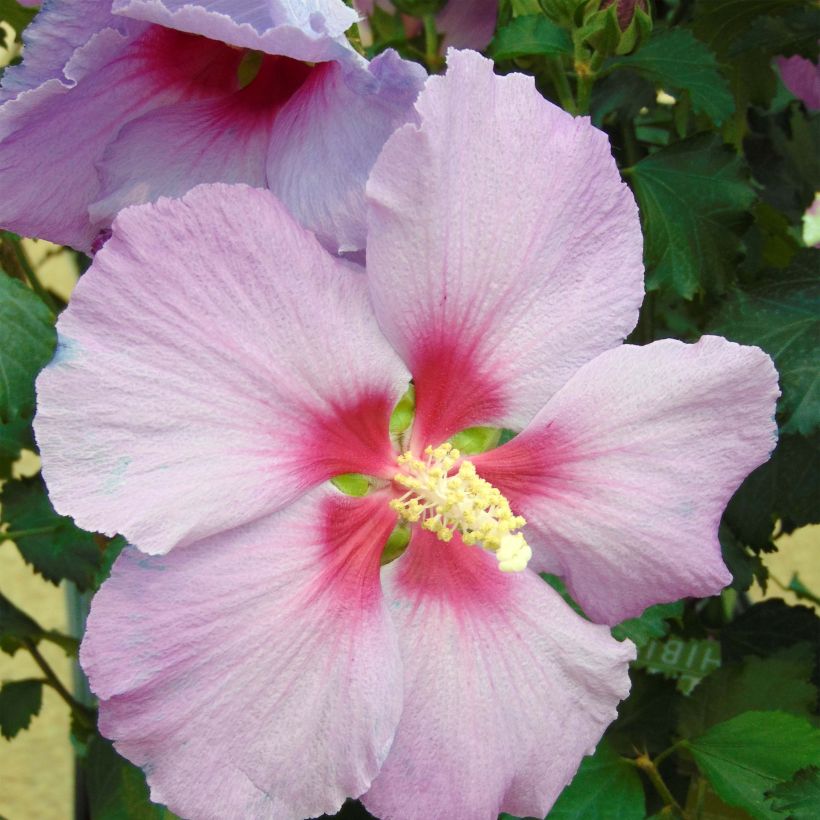 Hibiscus Rose Moon - Ibisco (Flowering)