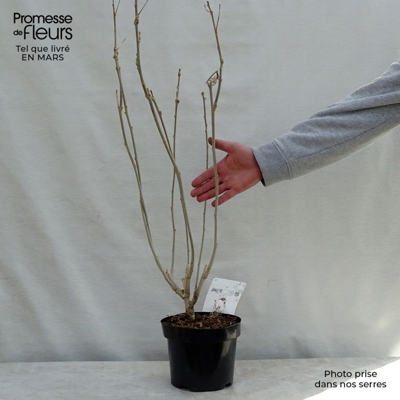 Example of Hibiscus Rose Moon - Ibisco Vaso da 3L/4L as you get in printemps