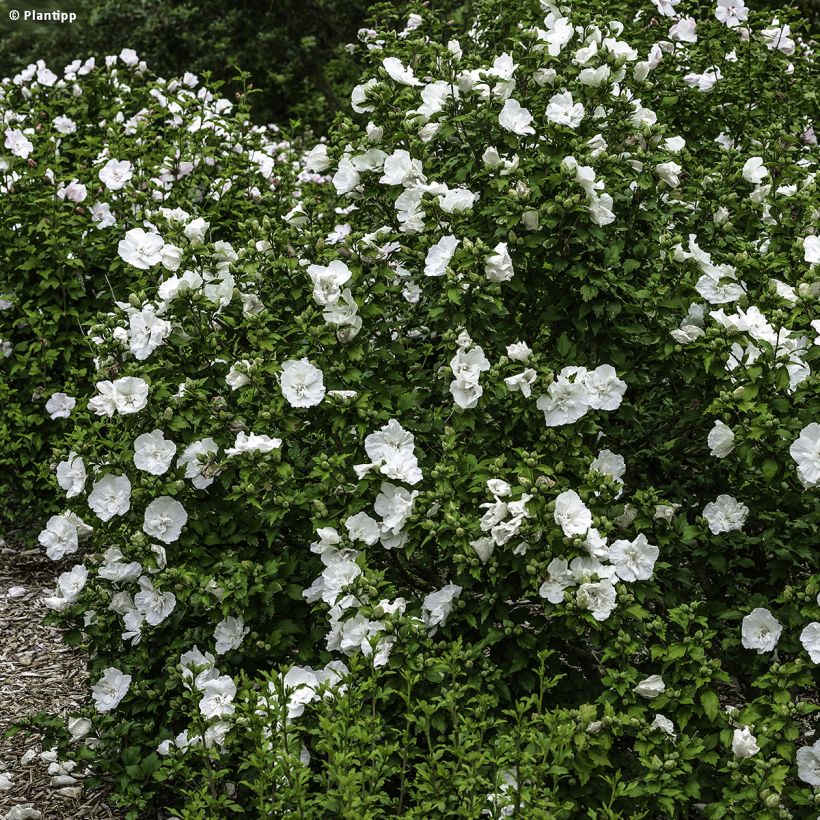 Hibiscus syriacus White Chiffon - Ibisco (Plant habit)