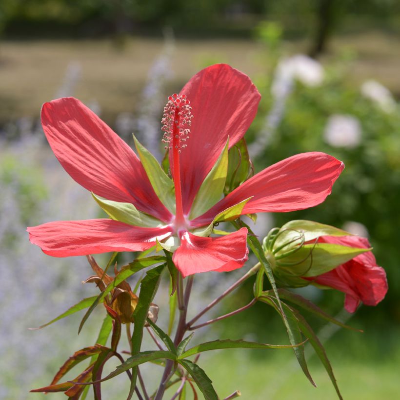 Hibiscus coccineus - Ibisco scarlatto (Fioritura)