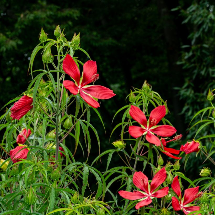 Hibiscus coccineus - Ibisco scarlatto (Porto)