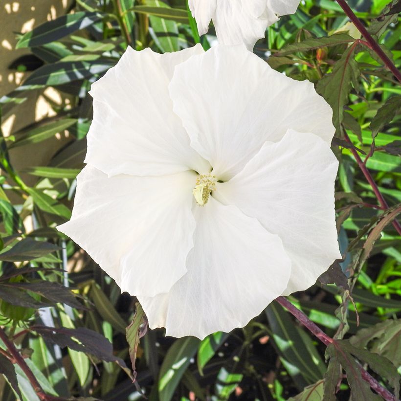 Hibiscus moscheutos Carousel Ghost - Ibisco palustre (Fioritura)