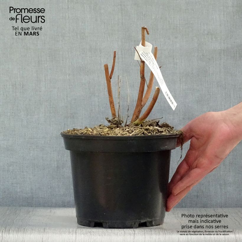 Hibiscus moscheutos Cherry Cheesecake - Ibisco palustre Vaso da 3L/4L esemplare consegnato in primavera