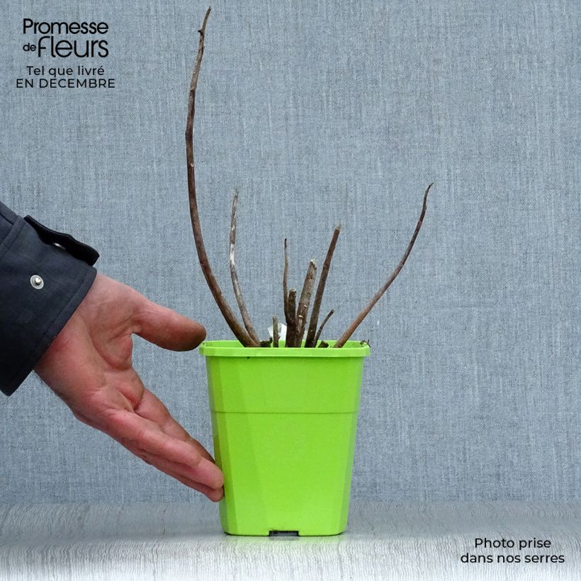 Hibiscus moscheutos Joli Coeur - Ibisco palustre Vaso da 1L/1,5L esemplare consegnato in inverno