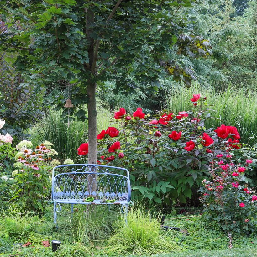 Hibiscus moscheutos Midnight Marvel - Ibisco palustre (Porto)