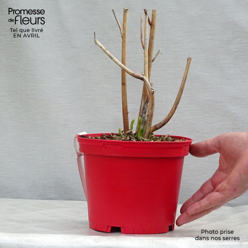 Example of Hibiscus moscheutos PLANET Griotte - Ibisco palustre Vaso da 3L/4L as you get in printemps