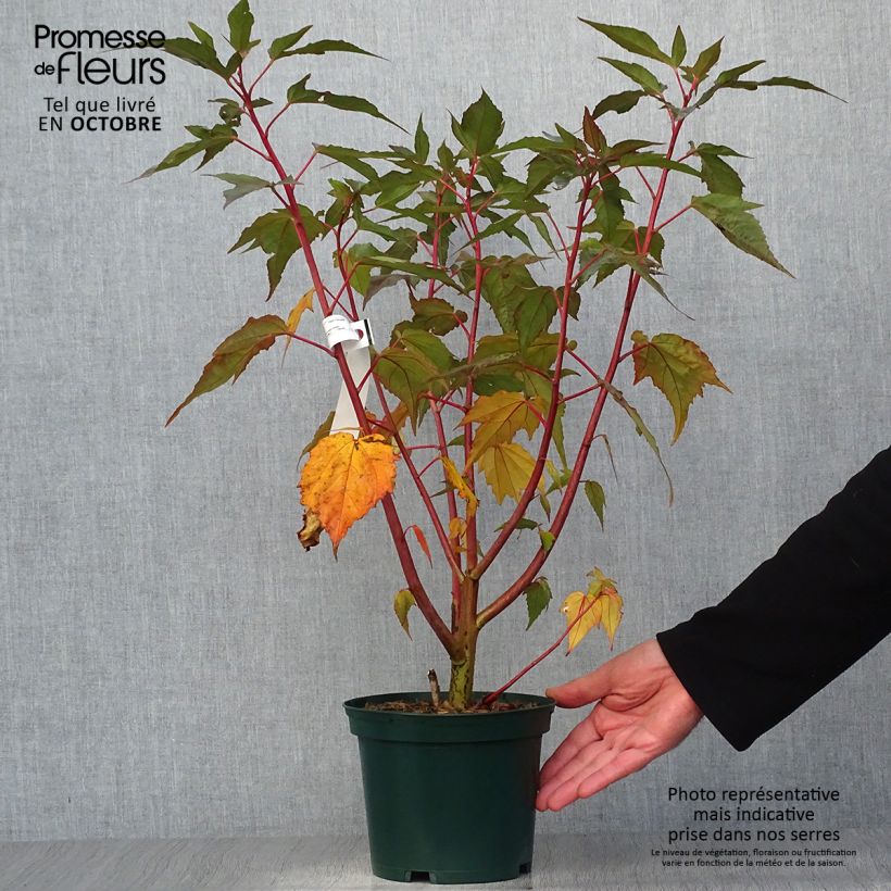 Esemplare di Hibiscus moscheutos PLANET Griotte - Ibisco palustre Vaso da 3L/4L come consegnato in autunno