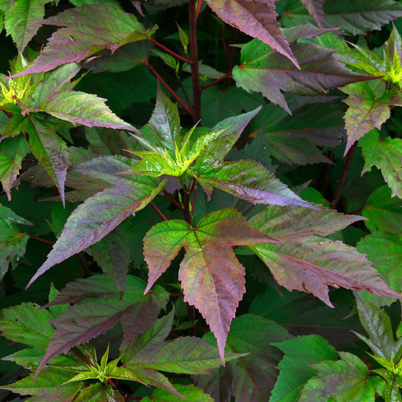 Hibiscus moscheutos PLANET Griotte - Ibisco palustre (Foliage)
