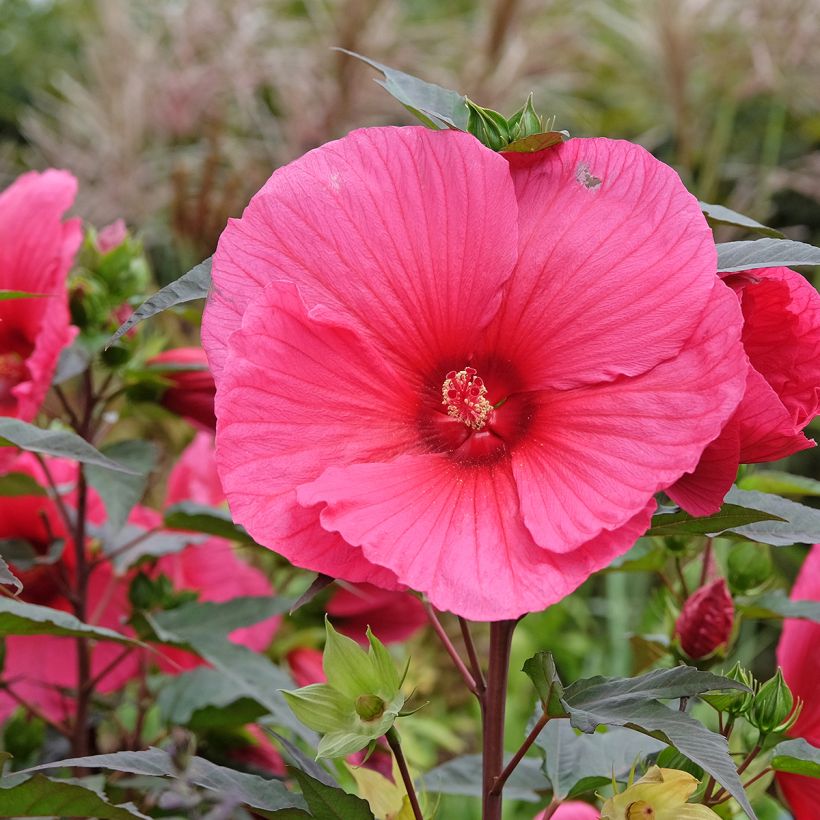 Hibiscus moscheutos PLANET Griotte - Ibisco palustre (Flowering)