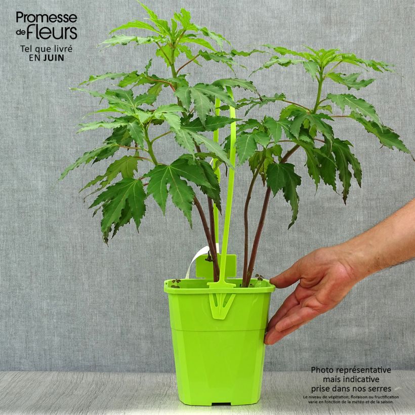 Esemplare di Hibiscus moscheutos Pink Candy - Ibisco palustre Vaso da 3L/4L consegnato in estate