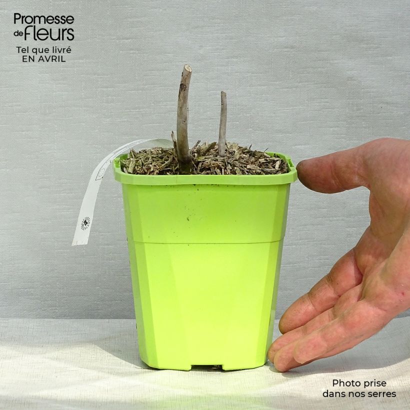 Hibiscus moscheutos Pink Candy - Ibisco palustre Vaso da 1L/1,5L esemplare consegnato in primavera