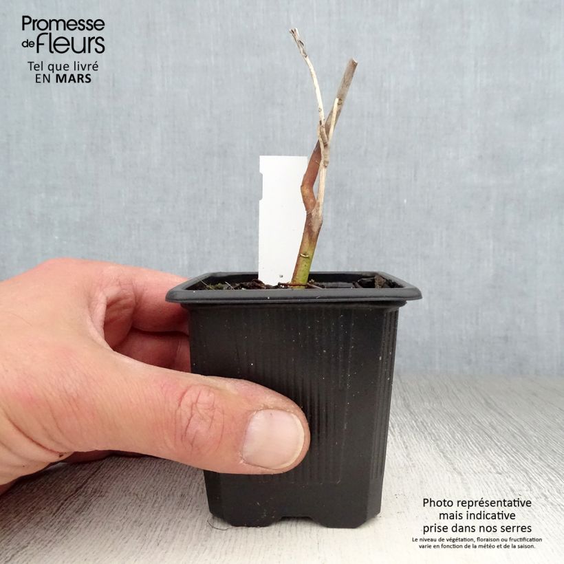 Hibiscus moscheutos Pink Passion - Ibisco palustre Vasetto da 8/9 cm esemplare consegnato in primavera