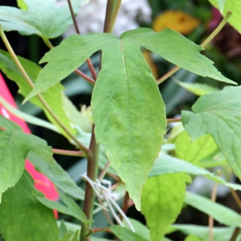 Hibiscus moscheutos Raijin - Ibisco palustre (Fogliame)