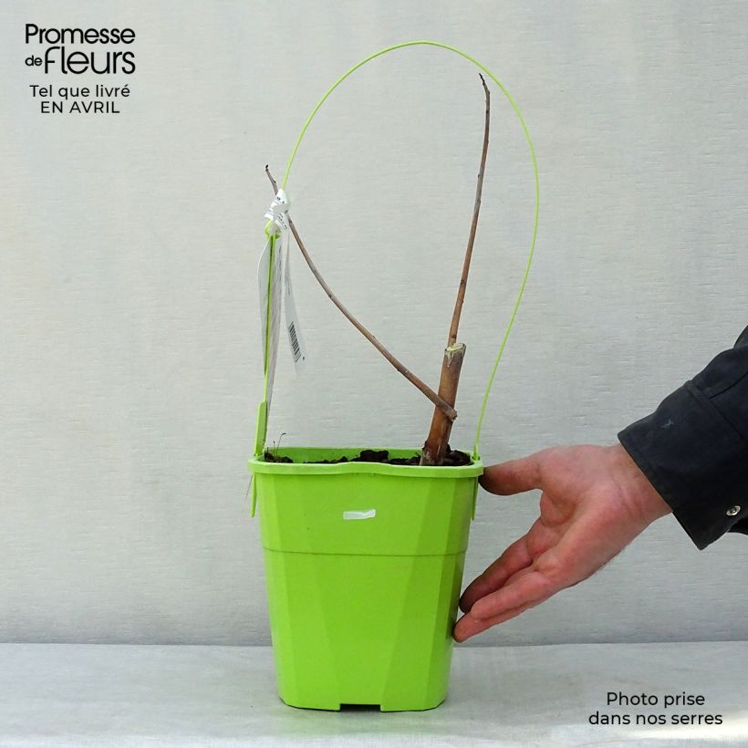 Hibiscus moscheutos Red Wine - Ibisco palustre Vaso da 4L/5L esemplare consegnato in primavera