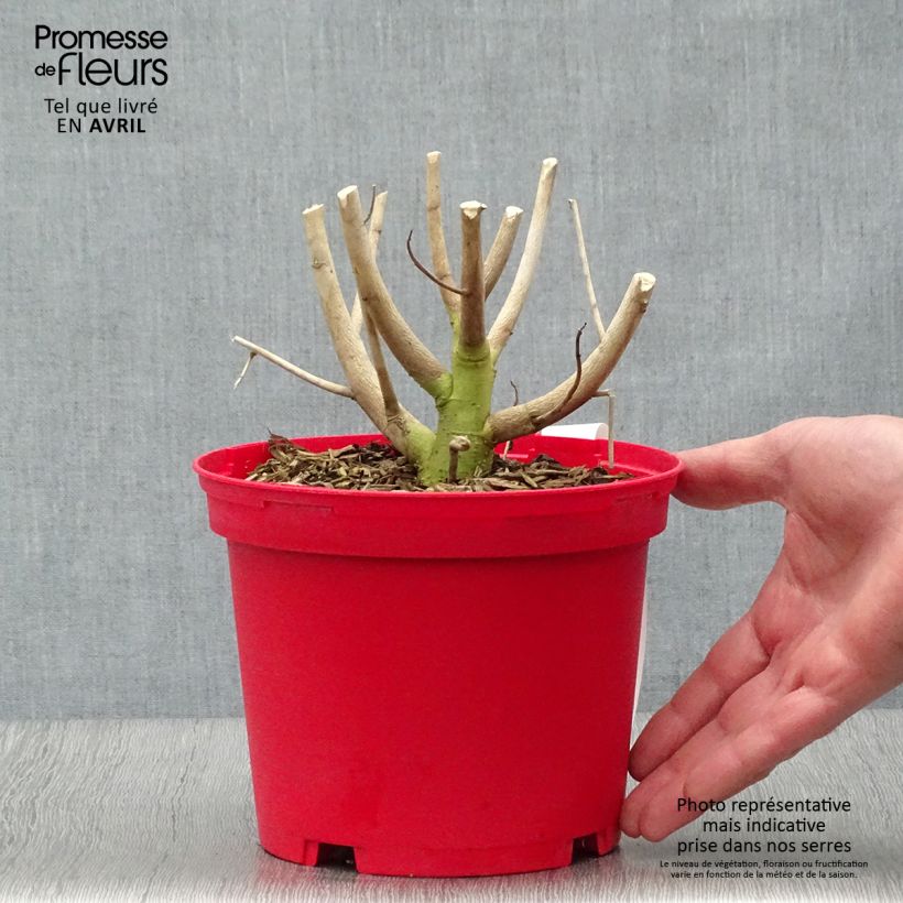 Hibiscus moscheutos Red - Ibisco palustre Vaso da 2L/3L esemplare consegnato in primavera