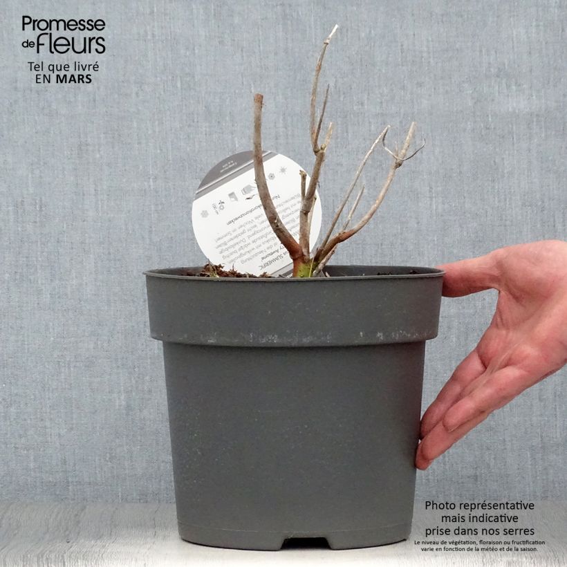 Hibiscus moscheutos Summerific Berry Awesome - Ibisco palustre Vaso da 3L/4L esemplare consegnato in primavera