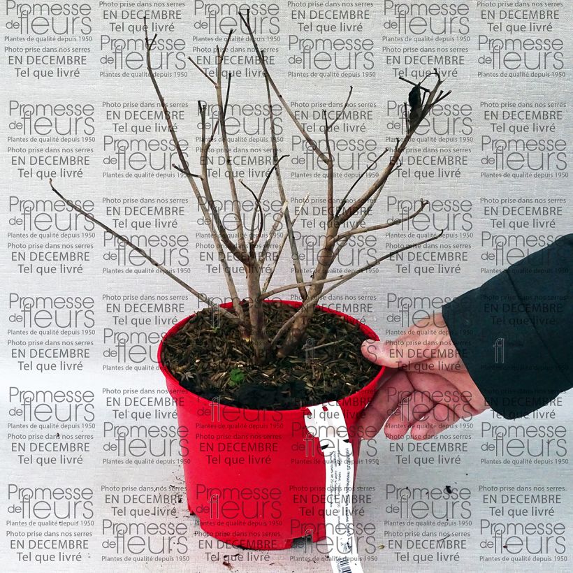 Esempio di esemplare Hibiscus moscheutos Sweet Caroline - Ibisco palustre Vaso da 2L/3L come consegnato