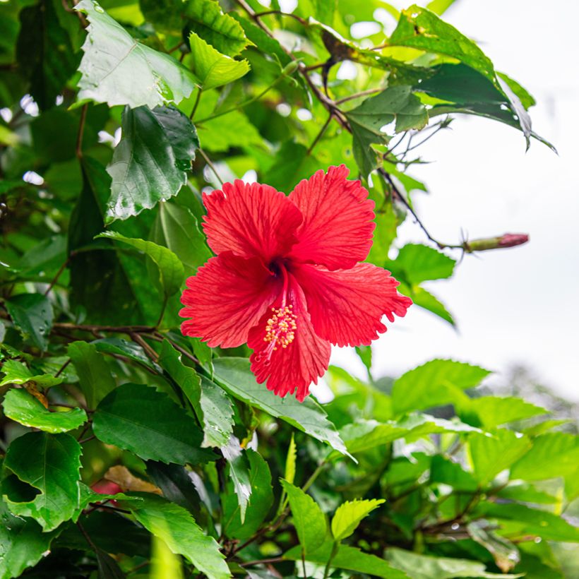 Hibiscus rosa-sinensis - Ibisco (Flowering)