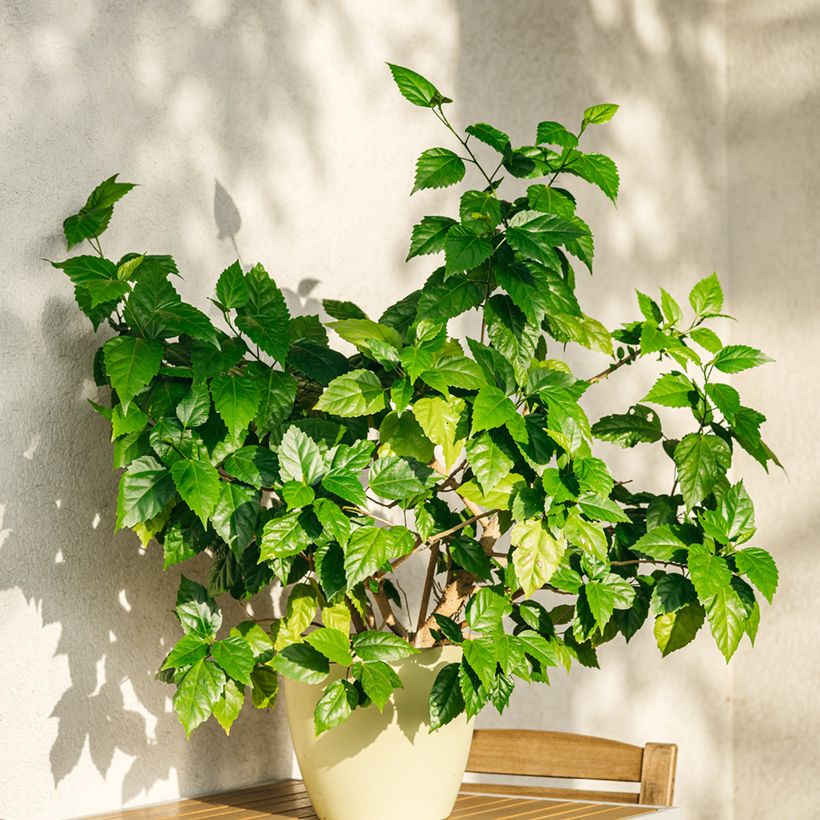 Hibiscus rosa-sinensis - Ibisco (Plant habit)