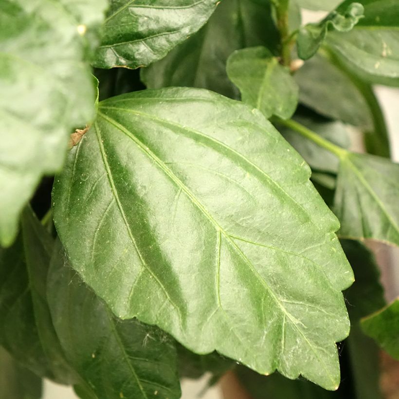 Hibiscus Sunny Cities Premiere Red - Ibisco (Fogliame)