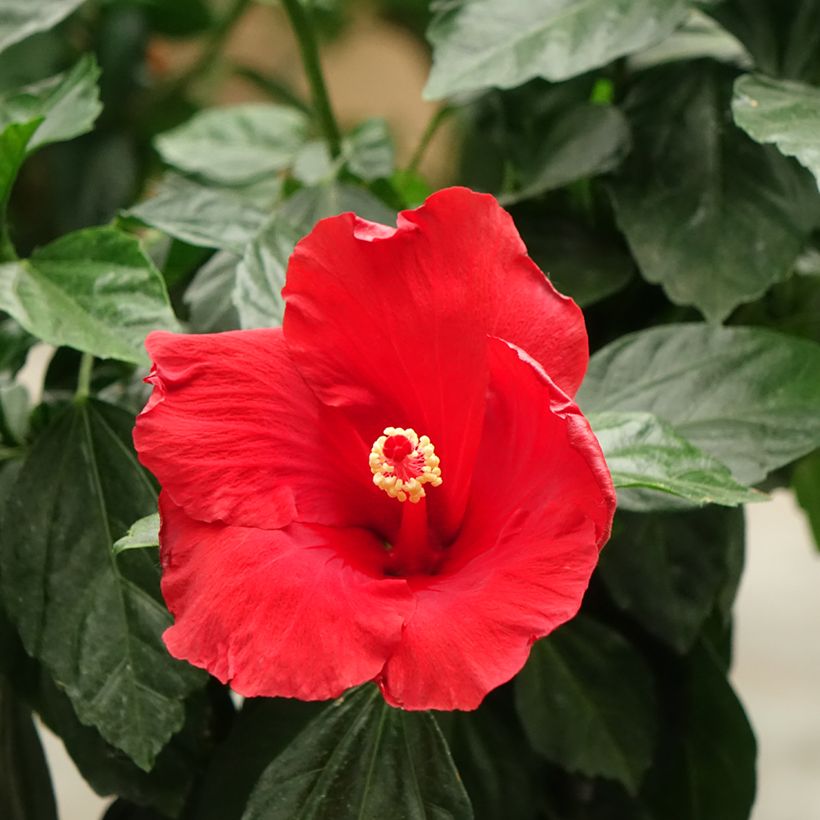 Hibiscus Sunny Cities Premiere Red - Ibisco (Fioritura)