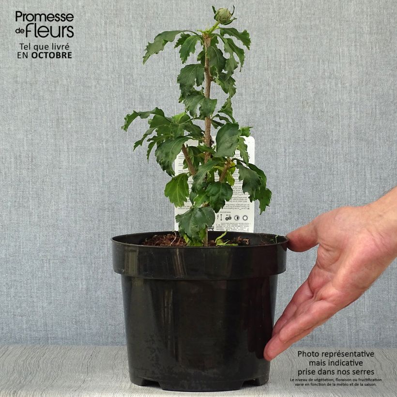 Example of Hibiscus syriacus Azurri - Ibisco Vaso da 2L/3L as you get in automne