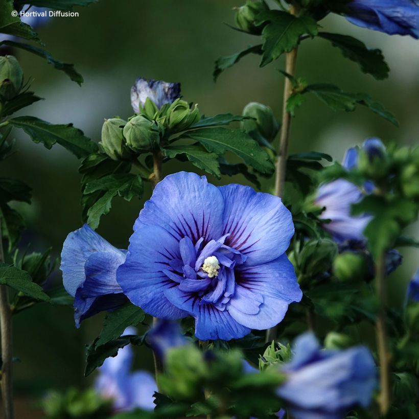Hibiscus syriacus Beautifull Cobalt - Ibisco (Fioritura)