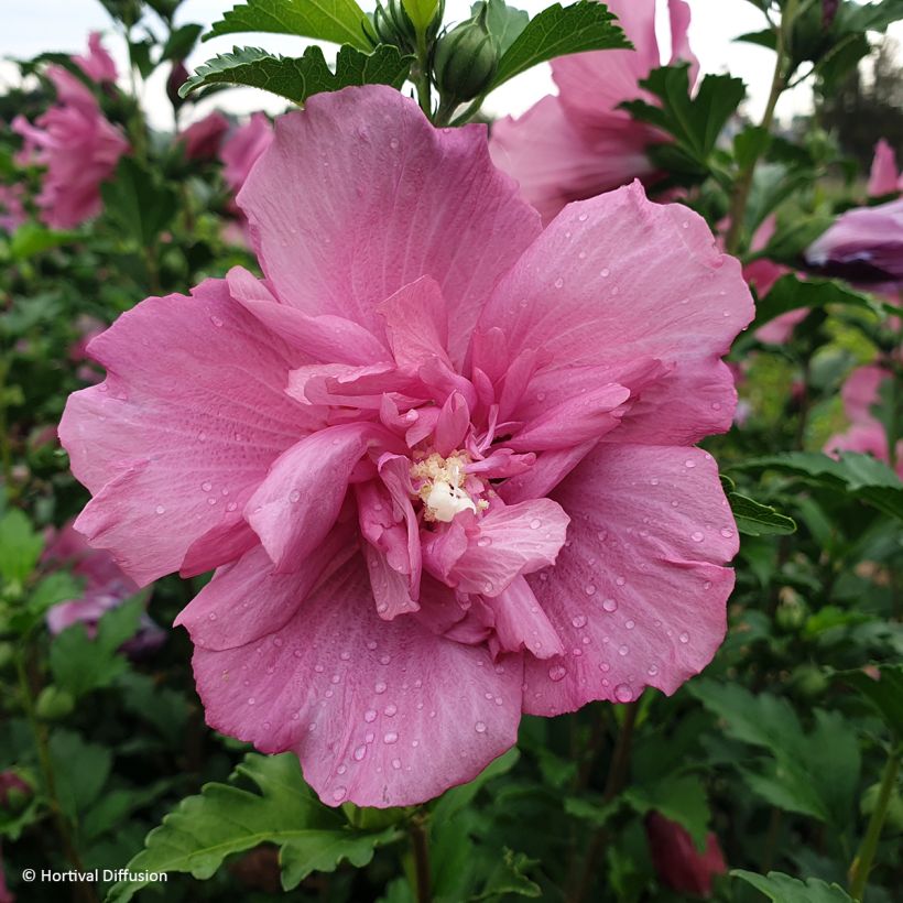 Hibiscus syriacus Beautifull Magenta - Ibisco (Flowering)
