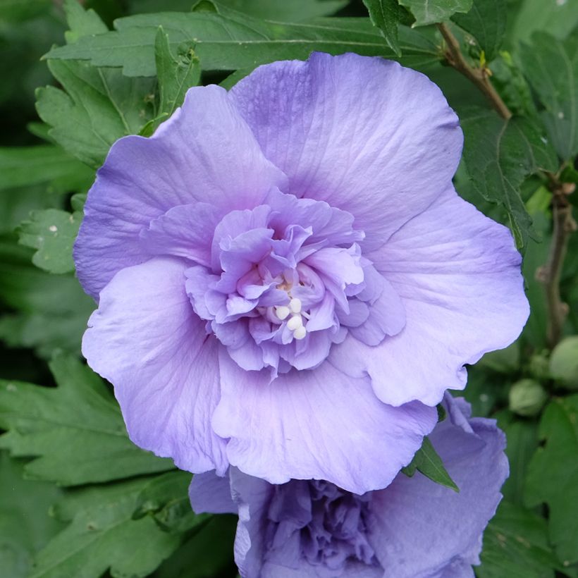Hibiscus syriacus Blue Chiffon - Ibisco (Fioritura)