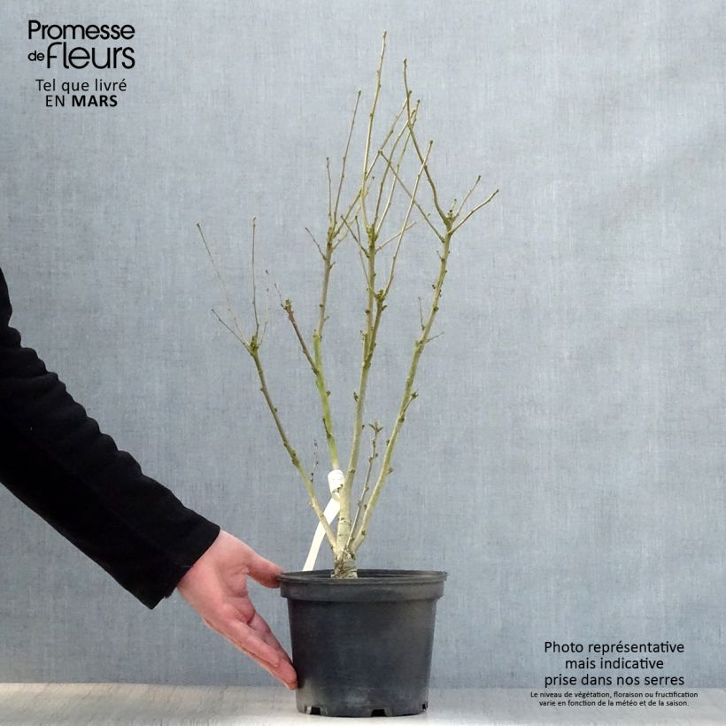 Hibiscus syriacus Duc de Brabant - Ibisco Vaso da 3L/4L esemplare consegnato in primavera