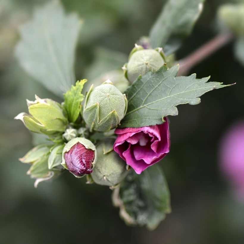 Hibiscus syriacus Duc de Brabant - Ibisco (Fogliame)