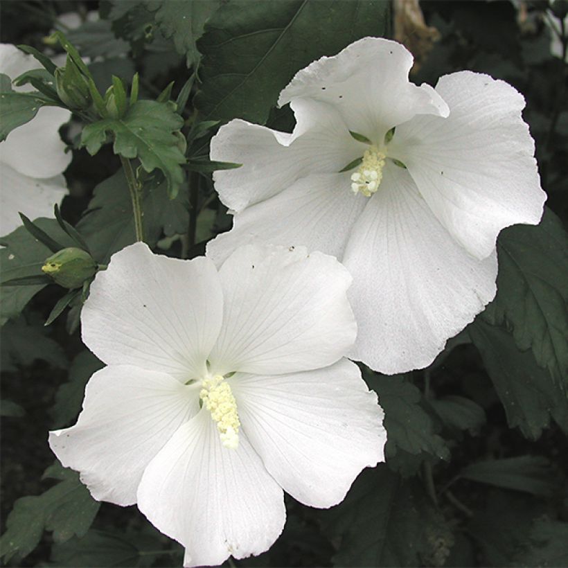 Hibiscus syriacus Eléonore - Ibisco (Fioritura)